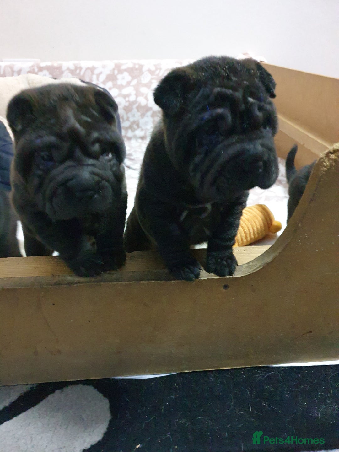 Shar Pei dogs for sale: Stunning KC Registered Shar Pei puppies - Advert 30