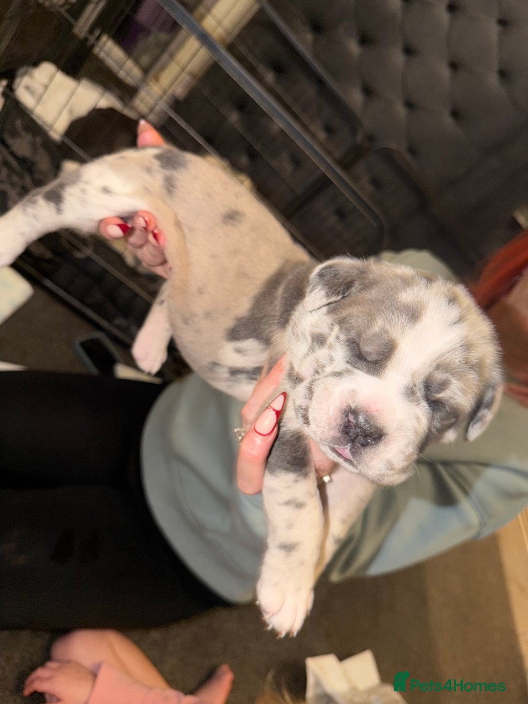 Cane Corso dogs for sale: Champion Bloodline Cane Corso Pups - Advert 9