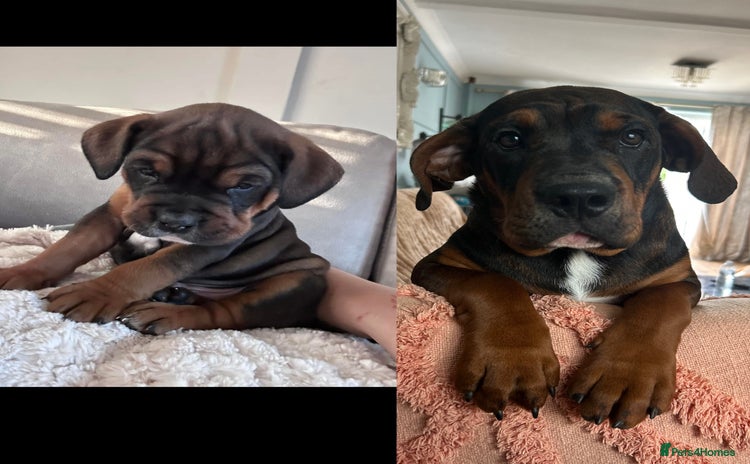 Mixed Breed dogs - Advert 2