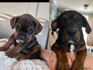 Mixed Breed dogs - Advert 1