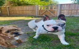 French Bulldog dogs for sale: Beautiful boy needs his forever home - Image 2