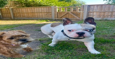 French Bulldog dogs - Advert 1