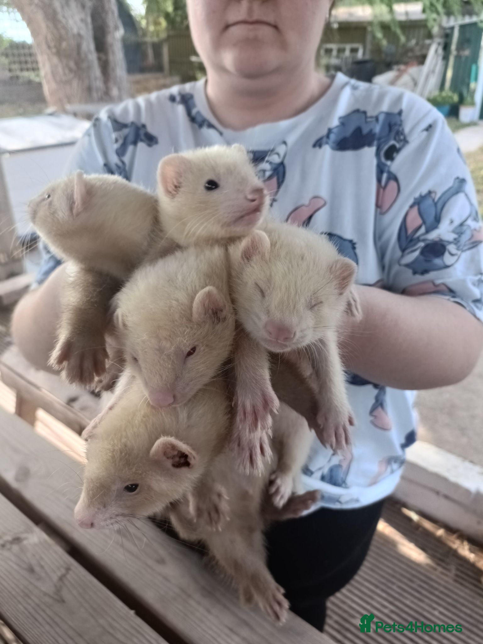Ferret rodents Beautiful Ferret Kits for sale  - Advert 1