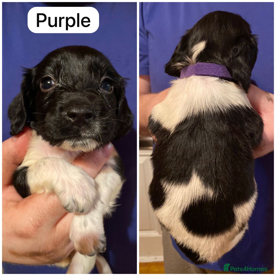 English Springer Spaniel dogs for sale: 6 Kc registered English springer spaniel pups  - Advert 19