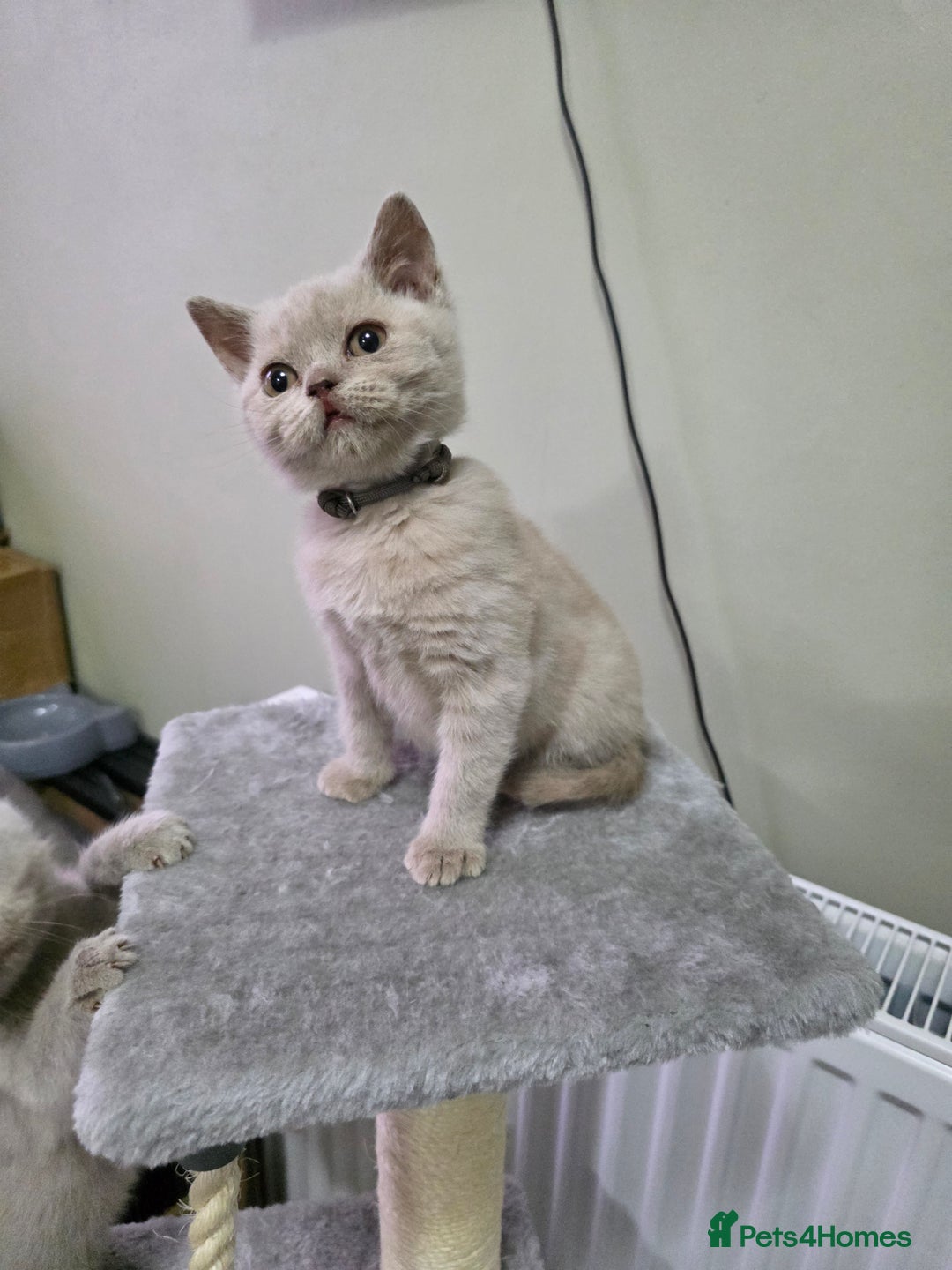 British Shorthair cats for sale: Beautiful British shorthair kittens - Image 28