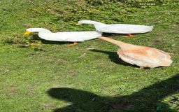 Ducks poultry for sale: Male cherry valley x pekin duck - Image 3