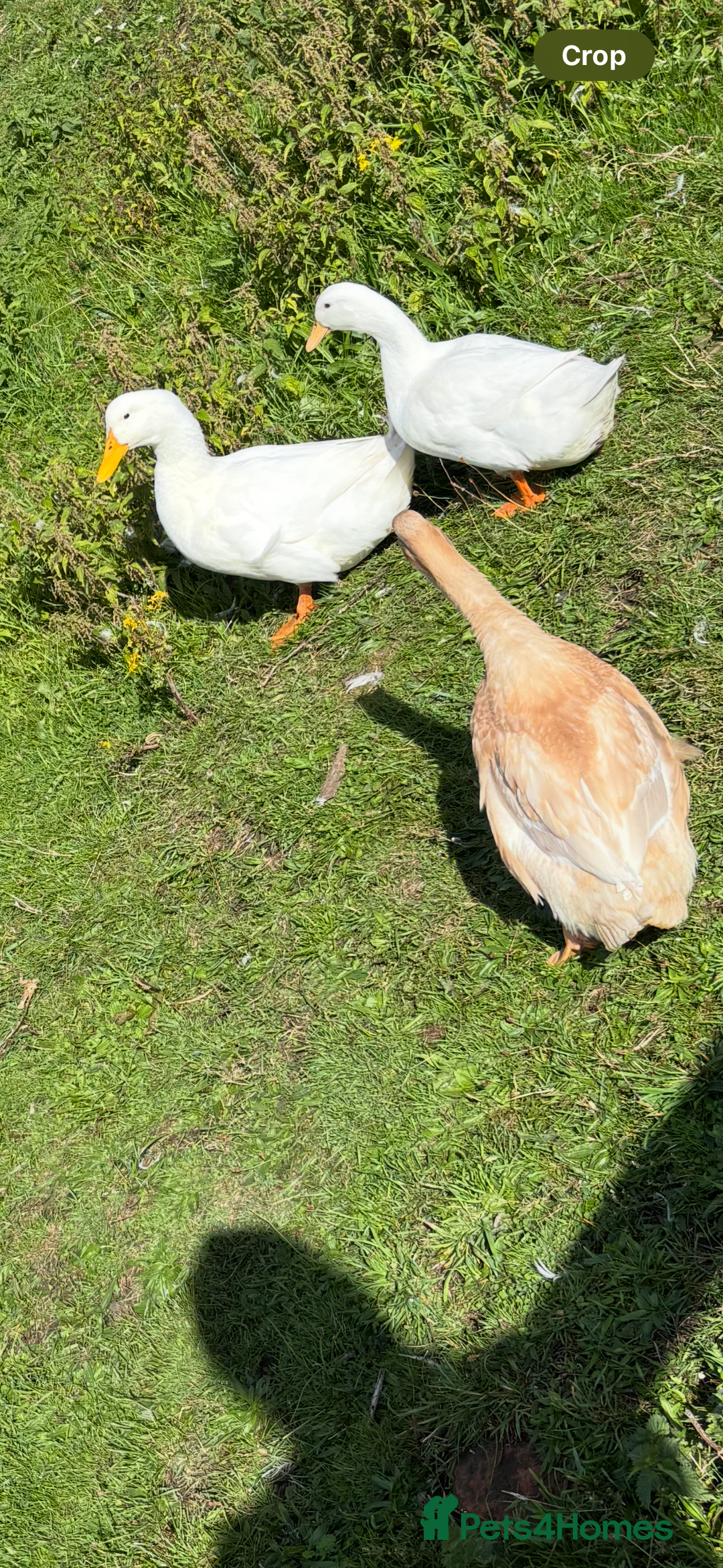 Ducks poultry for sale: Male cherry valley x pekin duck - Image 3