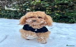 Toy Poodle dogs for sale: Toy poodles (5 girls and 2 boys) - Image 38