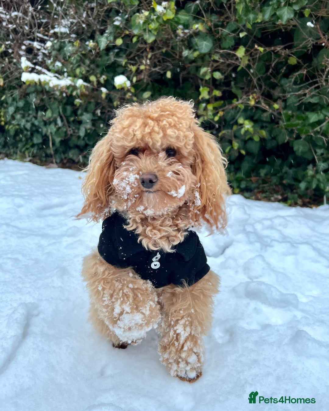 Toy Poodle dogs for sale: Toy poodles (5 girls and 2 boys) - Image 38
