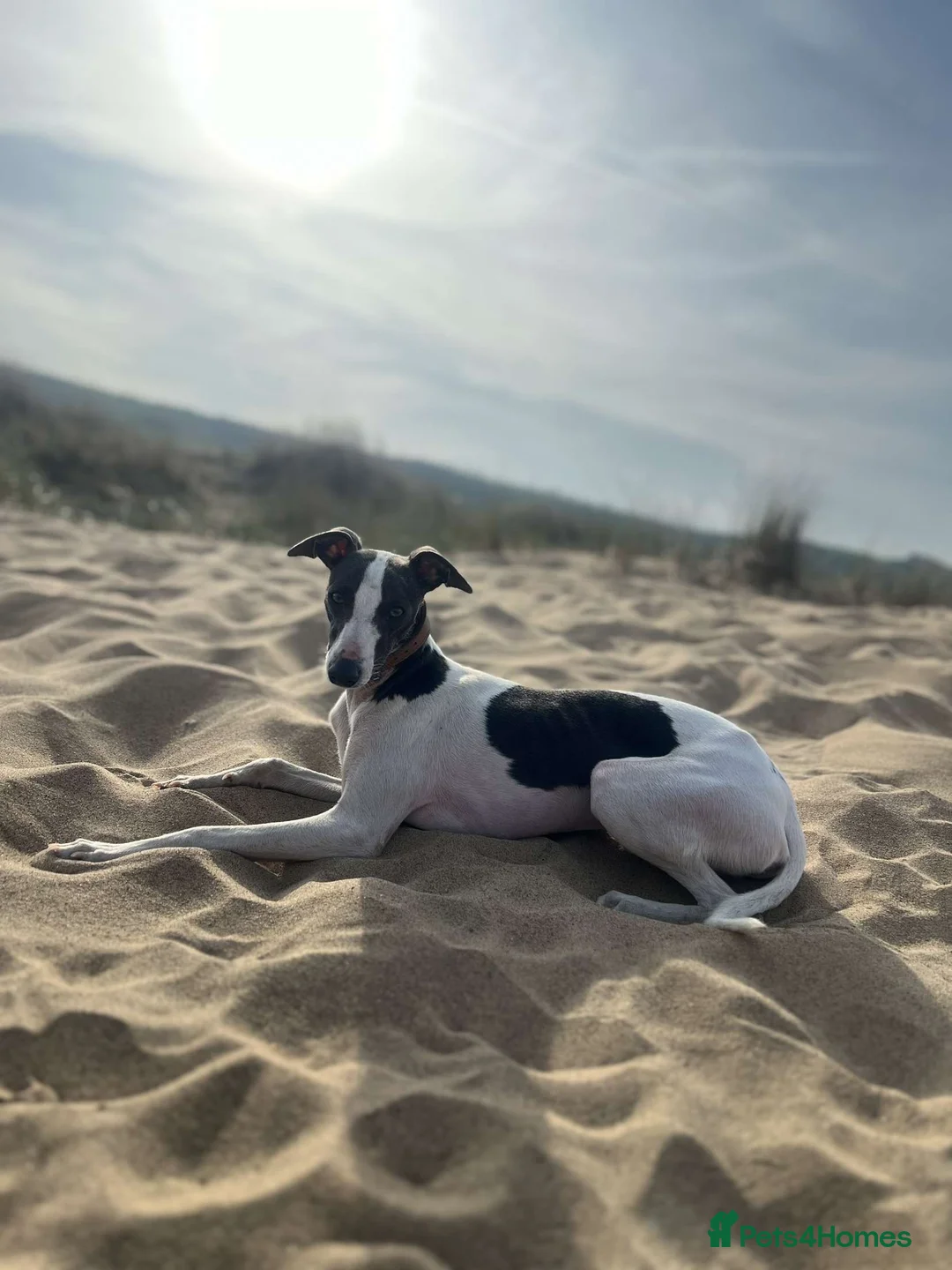 Italian Greyhound dogs for stud: Italian greyhound stud - Advert 2