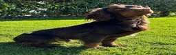 Cocker Spaniel dogs for sale: Cocker spaniel dog pup  in Kidderminster - Advert 2