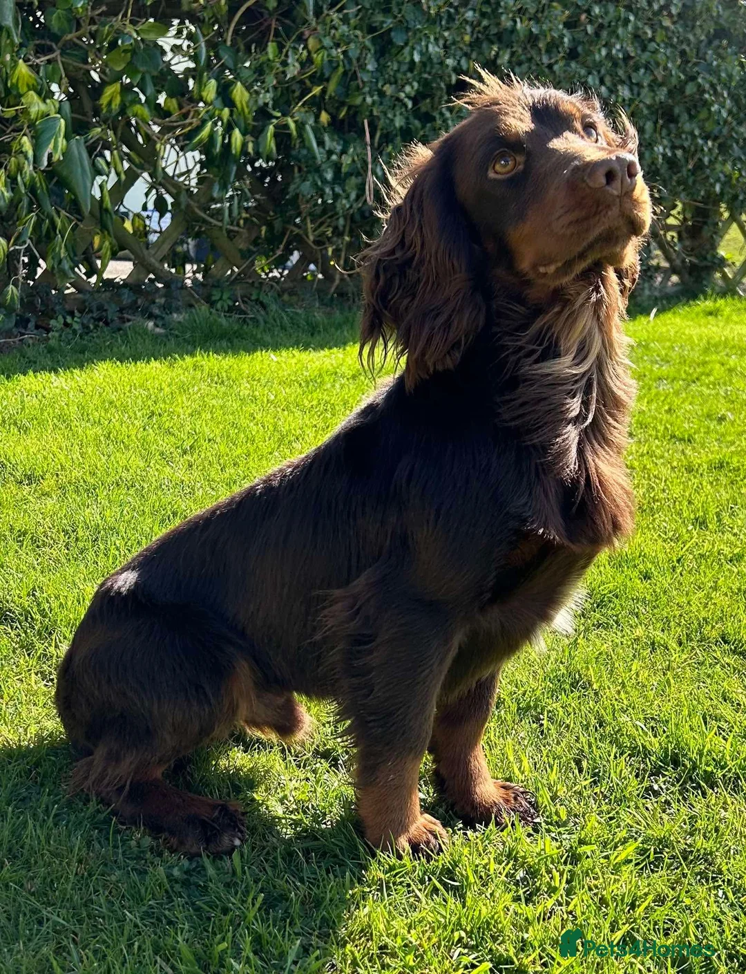 Cocker Spaniel dogs for sale: Cocker spaniel dog pup  in Kidderminster - Advert 2