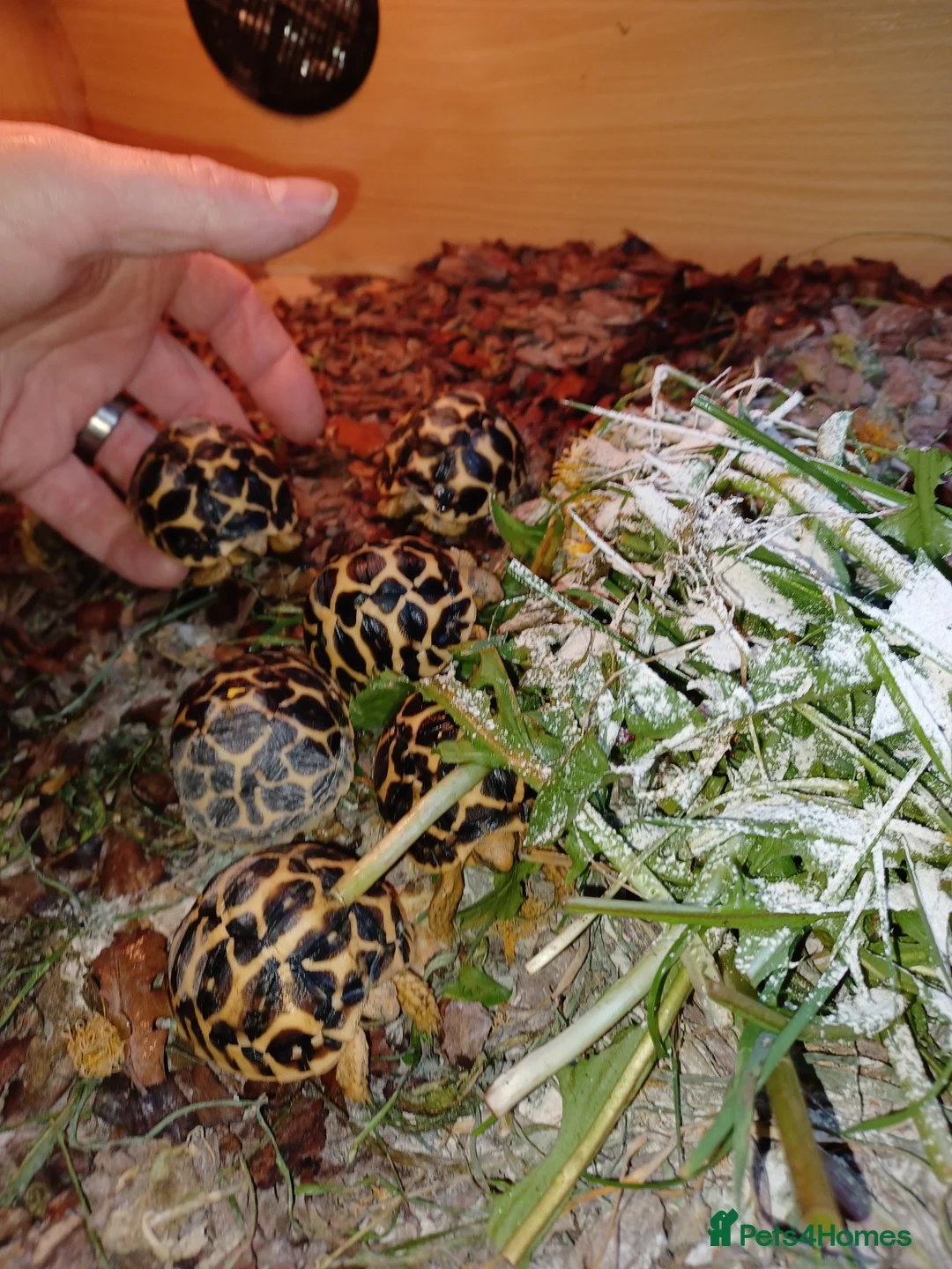 Tortoise reptiles for sale: INDIAN STAR TORTOISE BABIES UK BRED AUTUMN 2025 - Advert 1