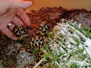Tortoise reptiles INDIAN STAR TORTOISE BABIES UK BRED AUTUMN 2025 - Advert 21