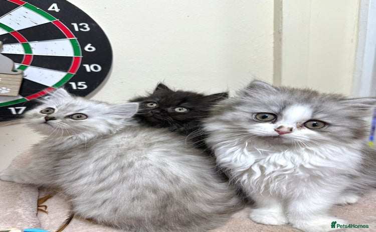 Mixed Breed cats - Advert 1