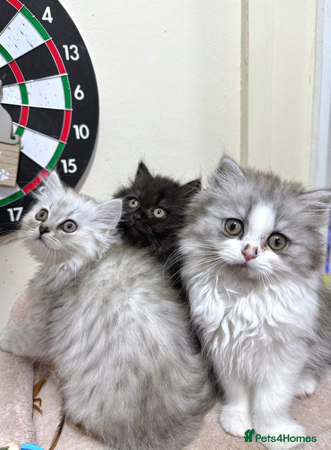 Mixed Breed cats for sale: Mixed breed kitten  - Image 1