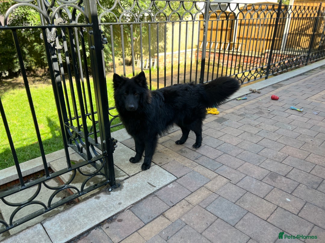 German Shepherd dogs for stud: Black German Shepherd at Stud - Image 3