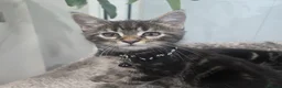 Maine Coon cats for sale: Maine coon cross kittens - Advert 4