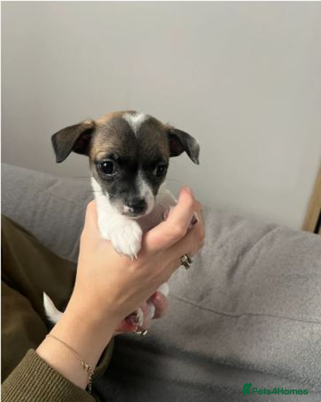 Chihuahua dogs for sale: Adorable Chihuahua Pups Looking for Loving Homes - Image 3