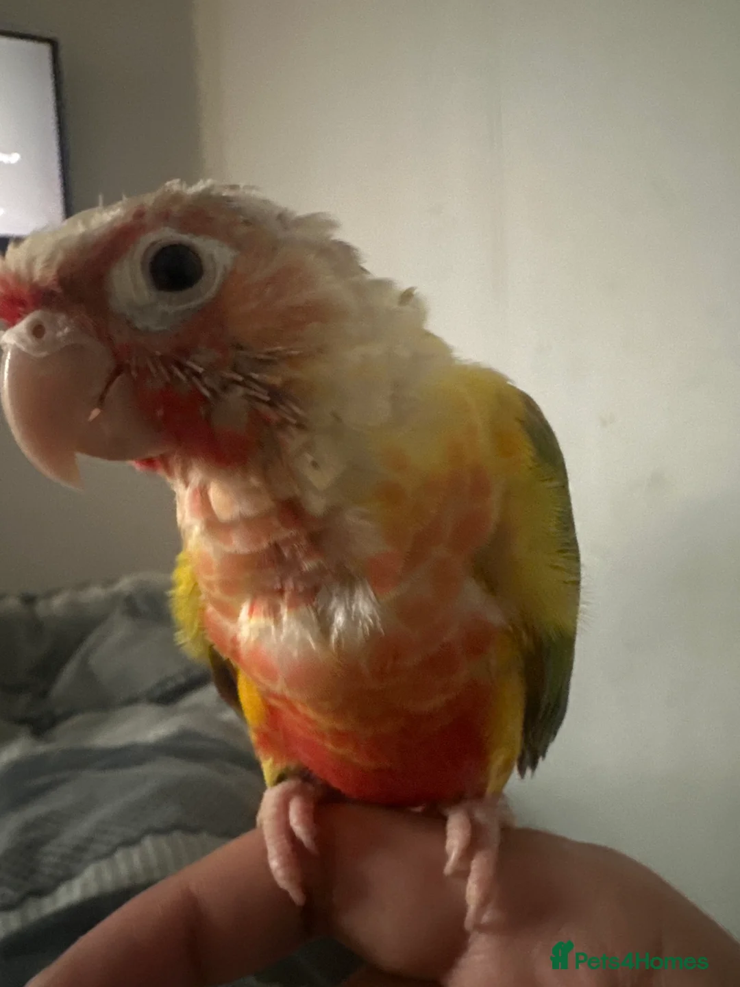 Conures birds for sale: Friendly Pineapple Conure in Bolton - Advert 2