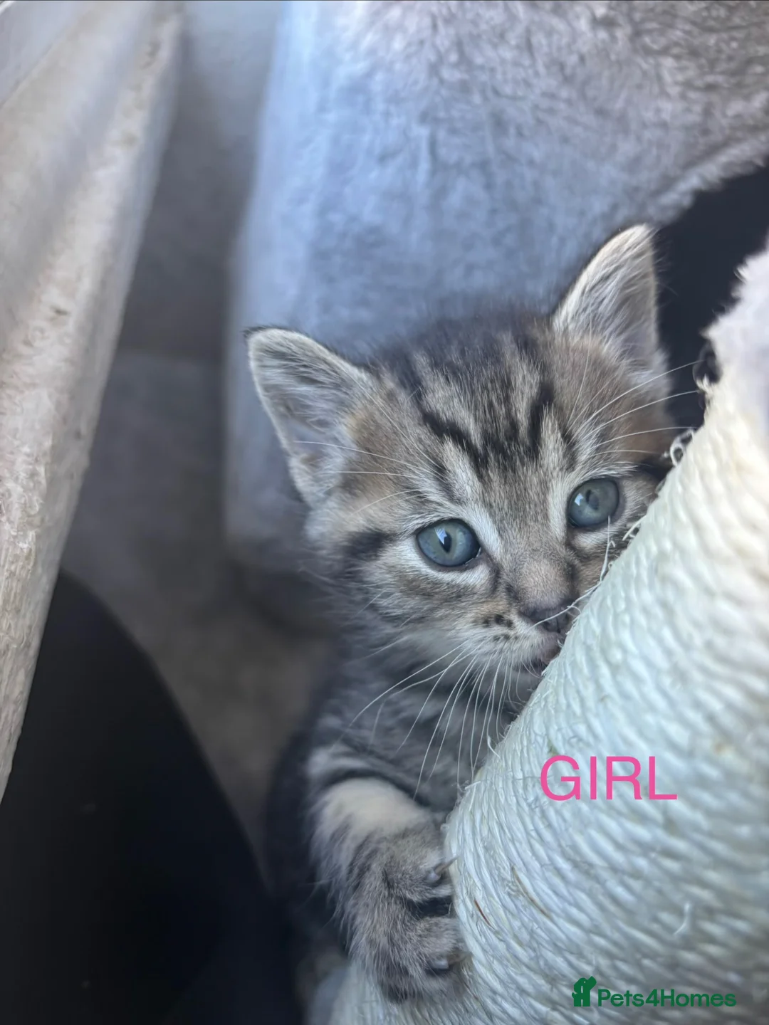 Mixed Breed cats for sale: 3 Beautiful Kittens 1 Grey 2 Tabby Ready for Home in London - Advert 2