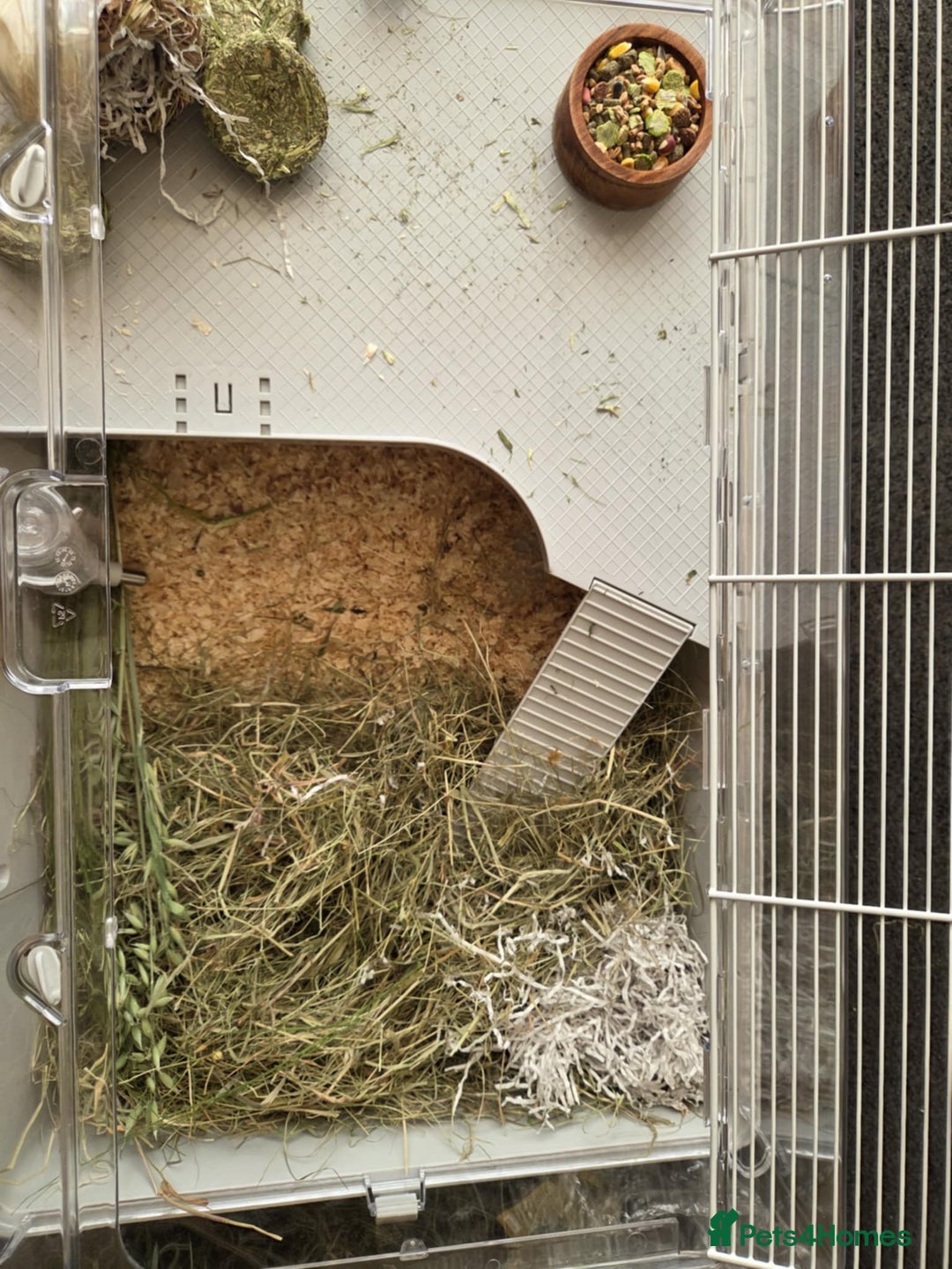 Hamster rodents for sale: Dwarf hamster - Image 2