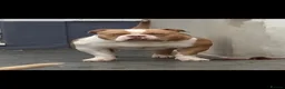 American Bully dogs for sale: Pocket Bullys  - Advert 28