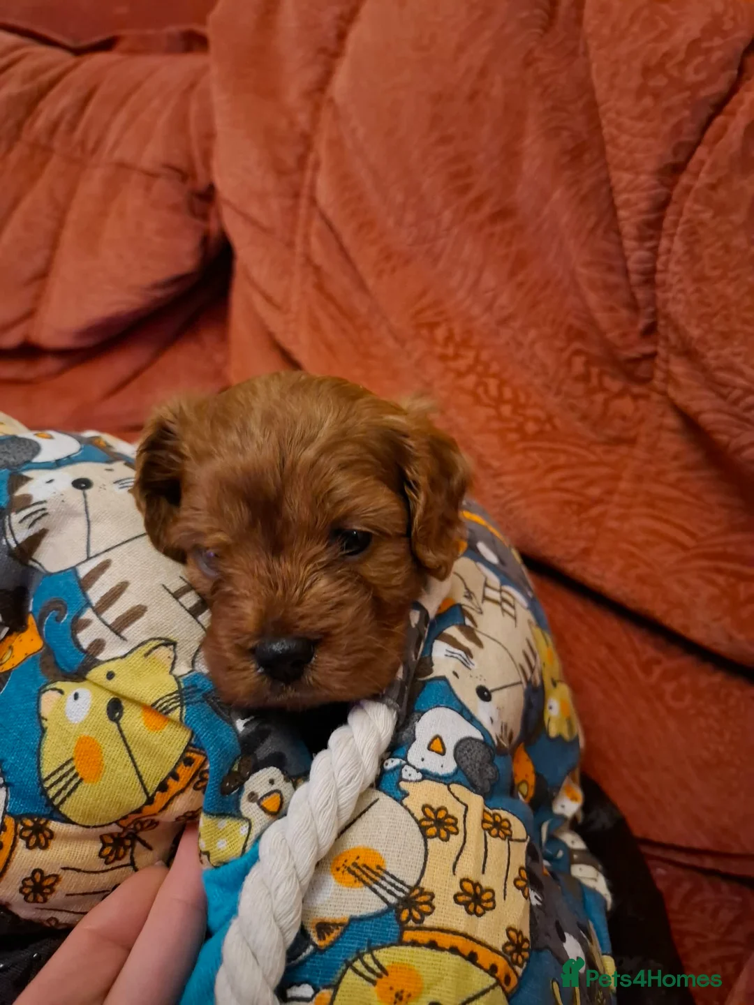 Cavapoo dogs for sale:  Cavapoo  - Advert 16