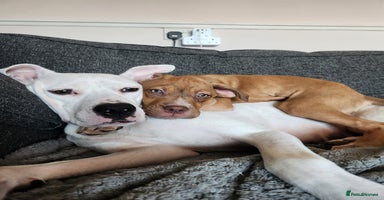 Mixed Breed dogs - Advert 9