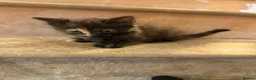 Mixed Breed cats for sale: The most loving kittens available  in Ramsgate - Advert 7