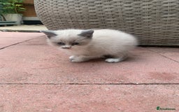 Persian cats for sale: Our cute adorable little female seal point  - Image 18