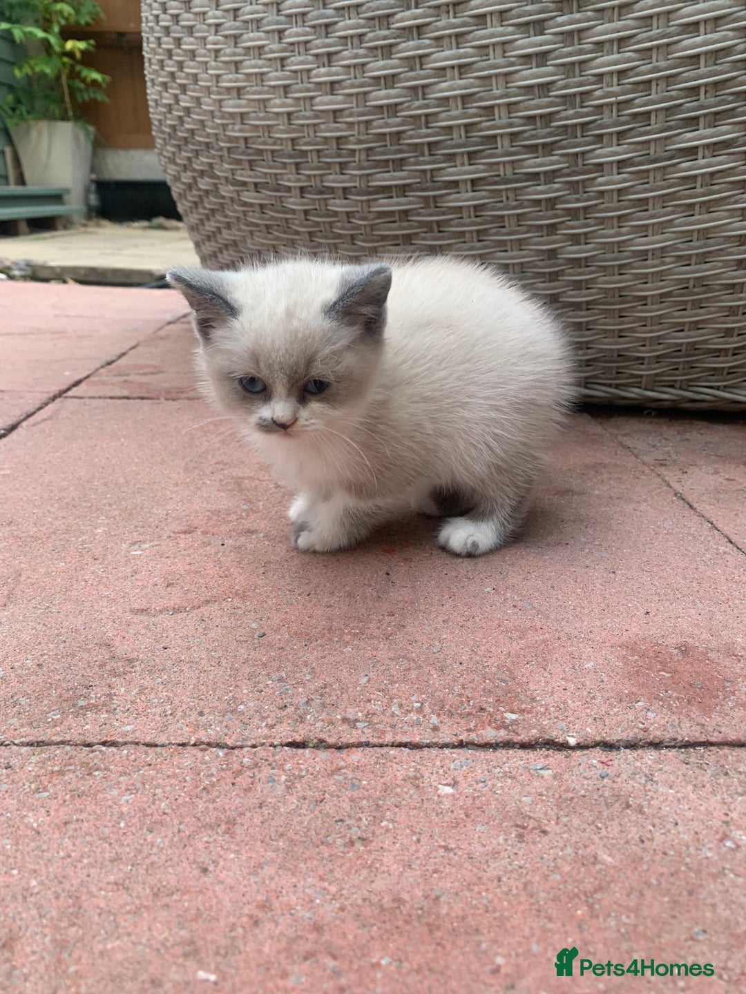 Persian cats for sale: Our cute adorable little female seal point  - Image 18