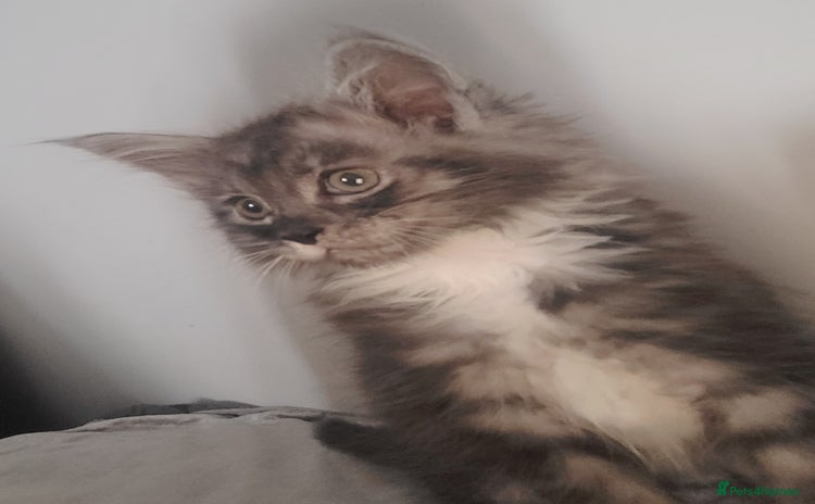Maine Coon cats - Advert 8
