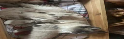 Ragdoll cats for sale: Pure blue point ragdoll kittens  - Advert 9