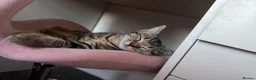 Mixed Breed cats for sale: 11-Week-Old Female Kitten Looking for Loving Home - Advert 7