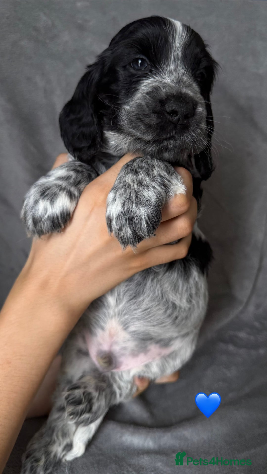 Cocker Spaniel dogs for sale: Show type Cocker spaniel puppies blue roan - Image 9