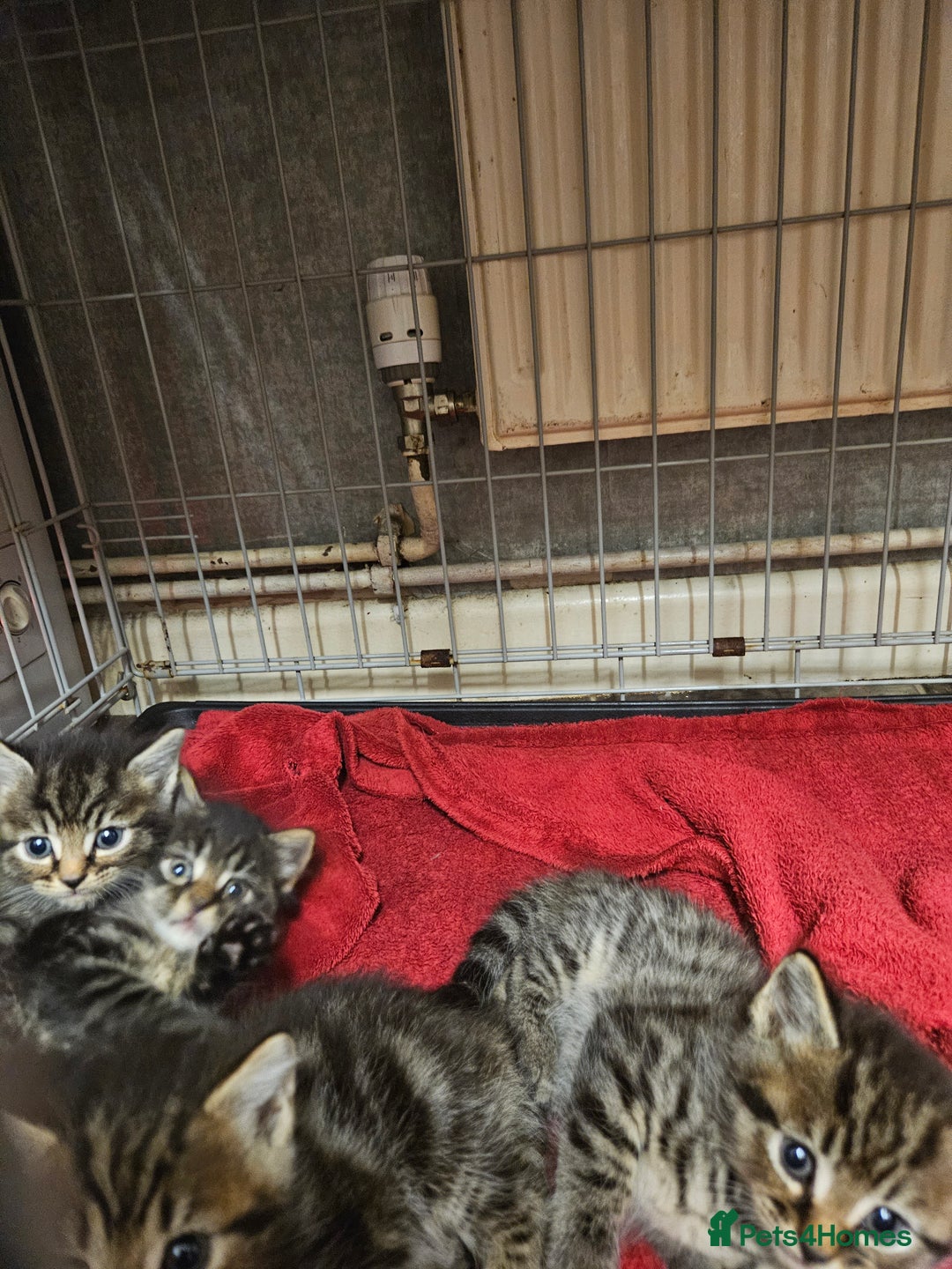 Mixed Breed cats for sale: Four beautiful kittens Ready to go - Image 11