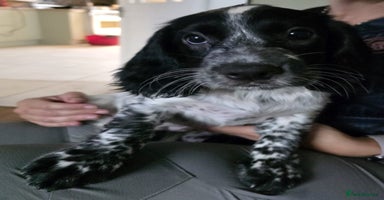 Cocker Spaniel dogs - Advert 8