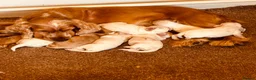Cocker Spaniel dogs for sale: Pedigree show cocker pups, health tested parents - Advert 12