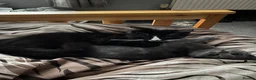 Mixed Breed cats for sale: Loving Forever Home Wanted for Our Beautiful cats - Advert 20