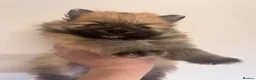 Pomeranian dogs for sale: Pomeranian Puppies - Advert 33