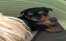 Yorkshire Terrier dogs for sale: Yorkshire terrier puppies - Image 4
