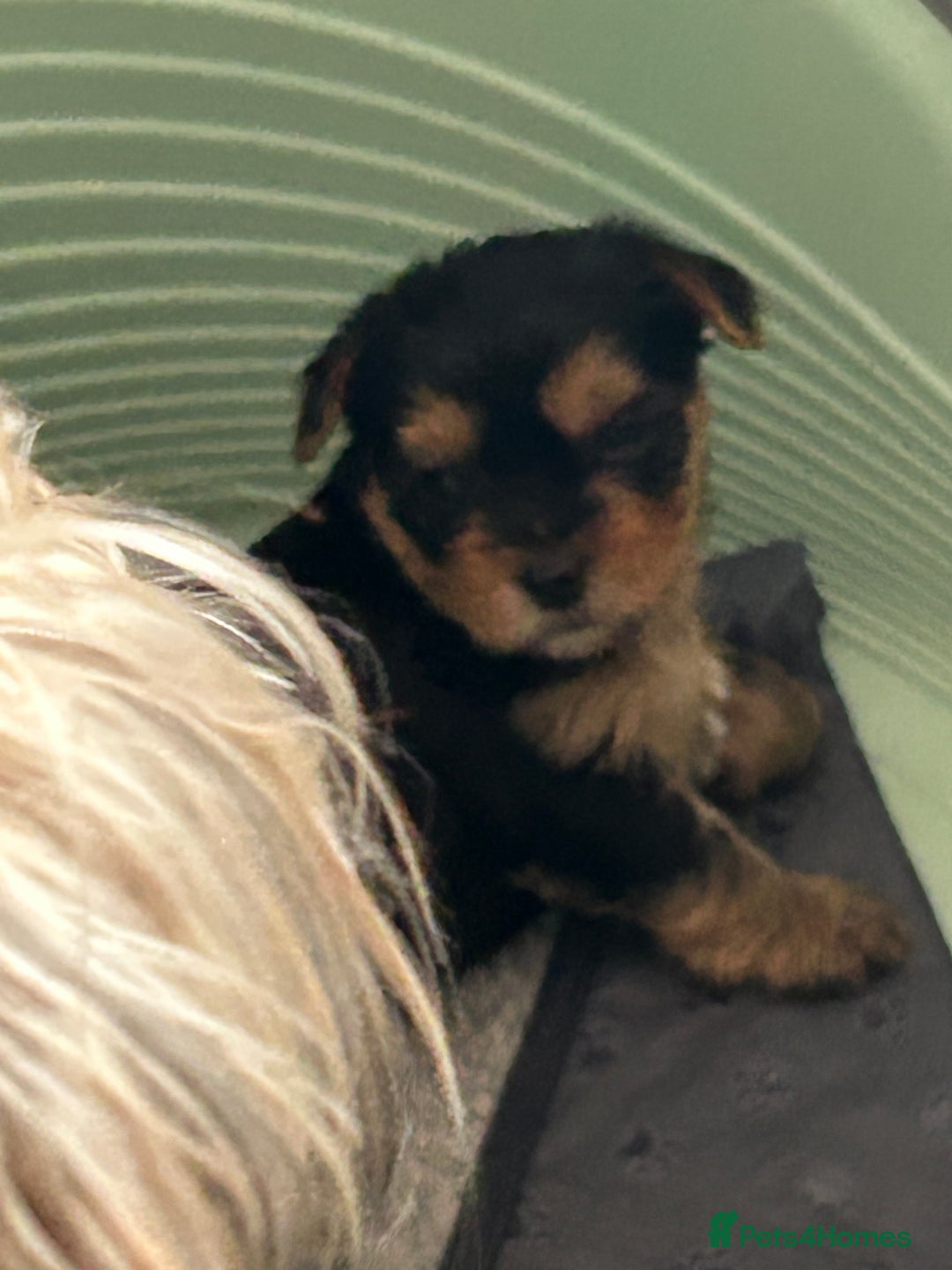 Yorkshire Terrier dogs for sale: Yorkshire terrier puppies - Image 4