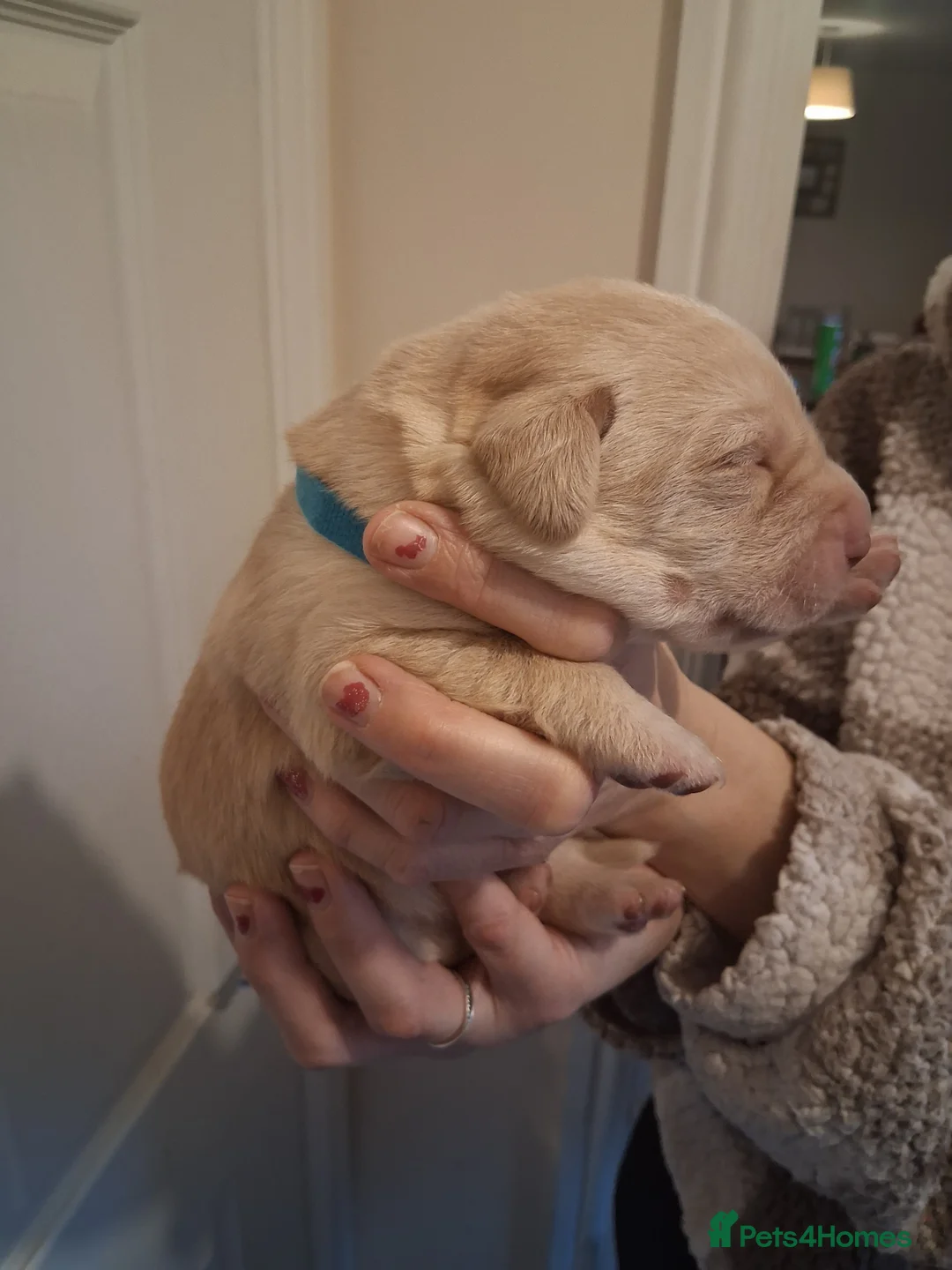 Labrador Retriever dogs for sale: *1 LEFT!* LABRADOR PUPPIES! - Advert 16