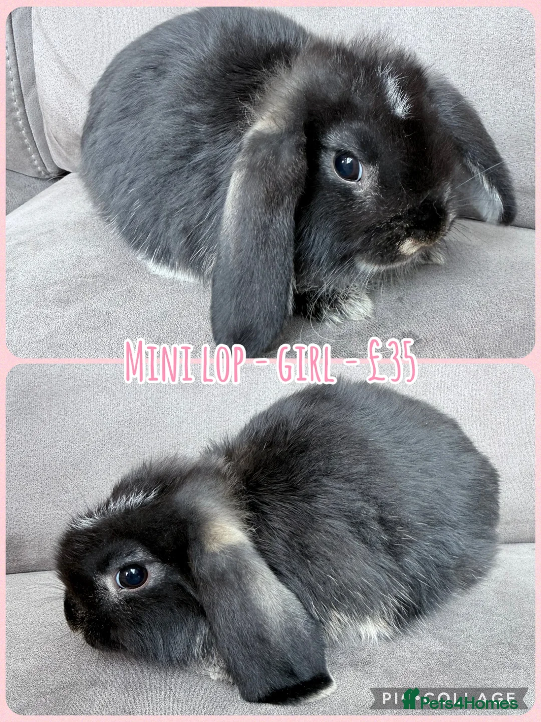 Mini Lop rabbits for sale: Mini Lop Rabbits - Advert 21