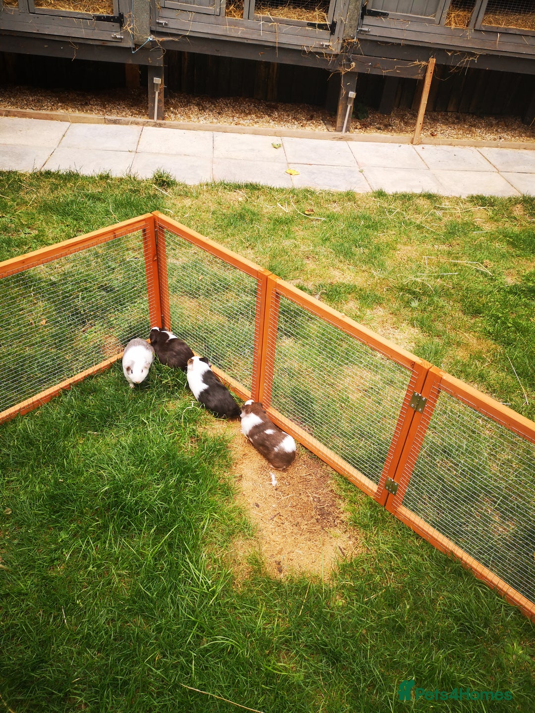 Guinea Pig rodents for sale: Male guniea pigs  - Image 6