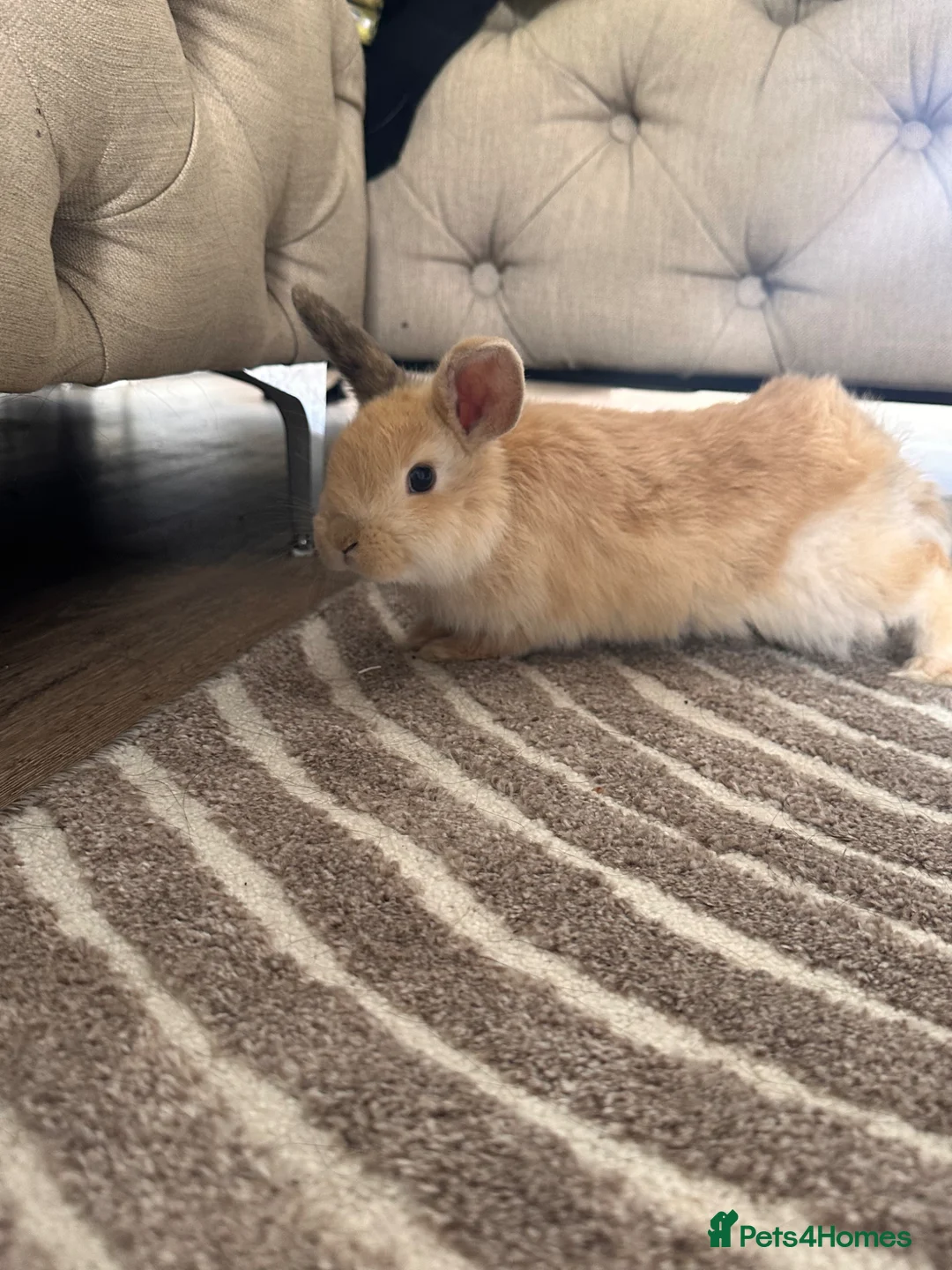 Mini Lop rabbits for sale: 4 mini lops  - Advert 11