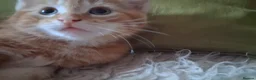Mixed Breed cats for sale: For Sale Seven Georgeous Kittens - Advert 3