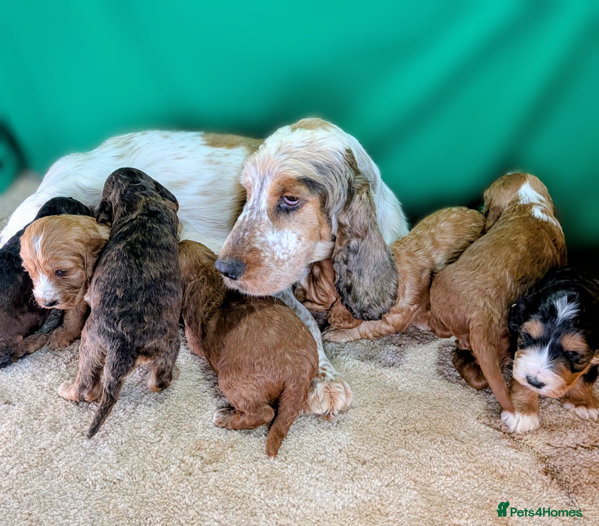 Cockapoo dogs Your Next Furry Family Member Awaits!  - Advert 2