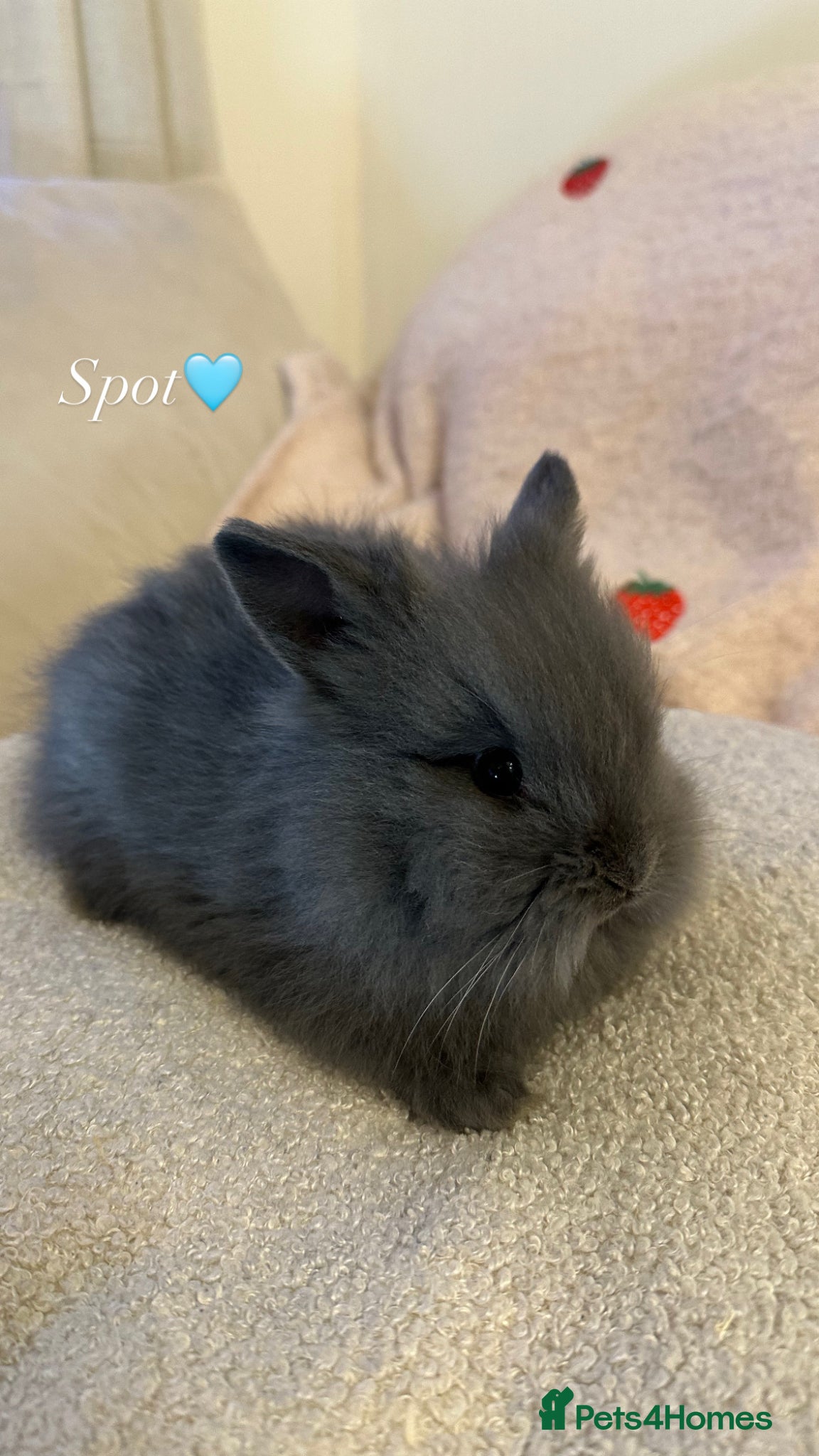 Lionhead rabbits Double Maned Lionhead Rabbits - Advert 2